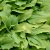 Hosta hybr. Honeybells