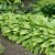 Hosta hybr. Honeybells