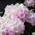Rhododendron yak. Silberwolke, Rododendron, 30-40 C5
