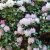Rhododendron yak. Silberwolke, Rododendron, 30-40 C5