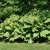 Rodgersia podophylla Braunlaub, Bronsrodgersia, P11cm