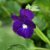 Viola x williamsii Martin, Bukettviol