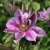 Clematis patens Bees Jubilee