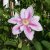 Clematis patens Bees Jubilee