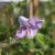 Clematis viticella Betty Corning