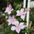 Clematis patens Caroline