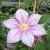 Clematis patens Caroline