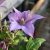 Clematis patens Bagatelle (Dorothy Walton)