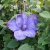 Clematis patens Mrs Cholmondeley