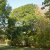 Fraxinus ornus Meczek