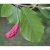 Magnolia sieboldii, Buskmagnolia