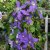 Clematis patens Rhapsody