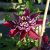 Clematis patens Temptation ®