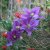 Clematis patens Temptation ®