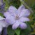 Clematis patens Mrs Cholmondeley