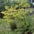 Hamamelis mollis