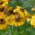 Helenium aut. hybr. Rauchtopas