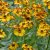 Helenium aut. hybr. Rauchtopas
