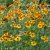 Helenium aut. hybr. Rauchtopas