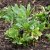 Helleborus niger Praecox