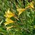 Hemerocallis lilioasphodelus