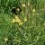 Hemerocallis lilioasphodelus