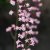 Heucherella alba Bridget Bloom, Klockvippa, P9cm