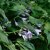 Hosta lancifolia, Höstfunkia