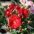 Rosa kordesii Champlain