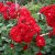 Rosa kordesii Champlain