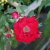 Rosa kordesii Champlain