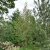 Ilex aquifolium Alaska