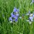 Iris sibirica Perry´s Blue