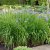 Iris sibirica Perry´s Blue