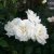 Rosa White Nights ™