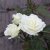 Rosa White Nights ™