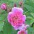Rosa majalis foecundissima
