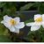 Anemone x hybrida Andrea Aktinson, Stor Höstanemon
