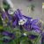 Aquilegia hybr. Spring Magic Navy & White
