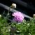 Armeria maritima Splendens Perfecta