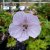 Geranium hybr. Lilac Ice, Trädgårdsnäva, P9cm