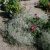 Gypsophila paniculata