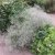 Gypsophila paniculata