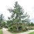 Larix kaempferi