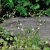 Linnaea borealis, Linnea, P9cm