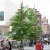 Liquidambar styraciflua
