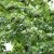Liquidambar styraciflua