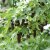 Liquidambar styraciflua