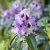 Rhododendron cataw. Blue Peter