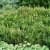 Buxus microphylla Faulkner, Buxbom